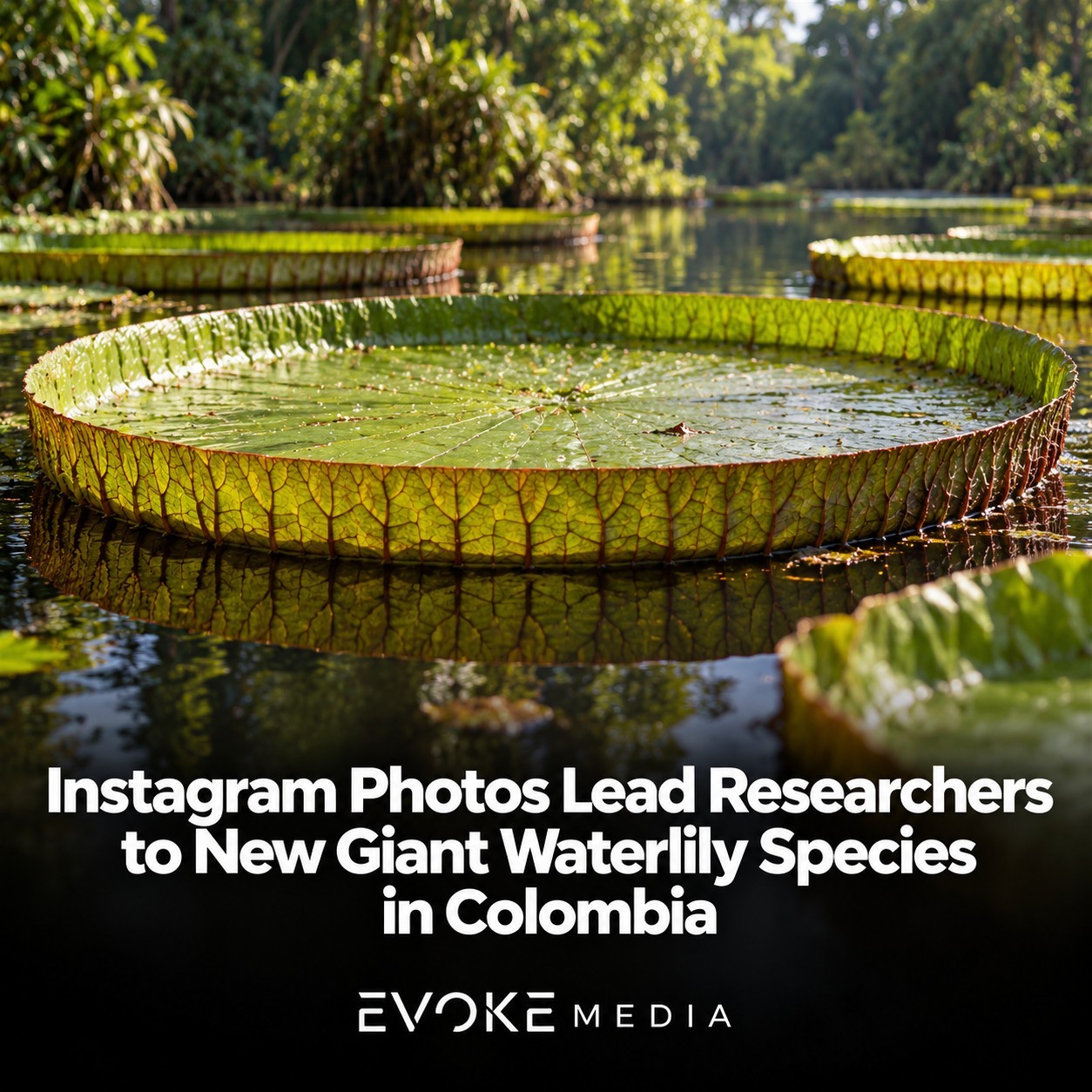 Illustration of giant circular waterlily leaves floating on water beside a forested riverbank.