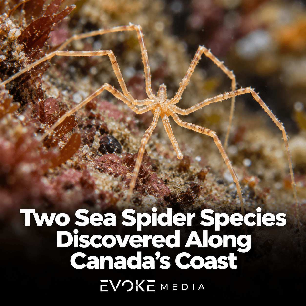 Illustration of a sea spider resting on a submerged rocky surface.