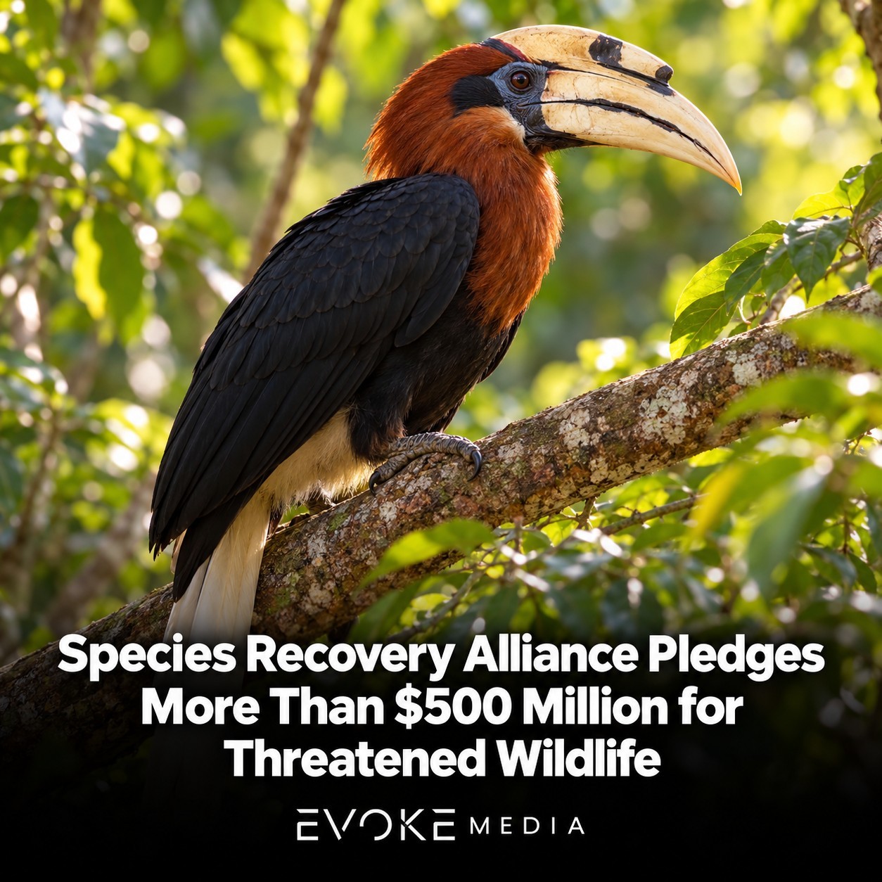 Illustration of a rufous-necked hornbill perched on a branch amid sunlit forest foliage.