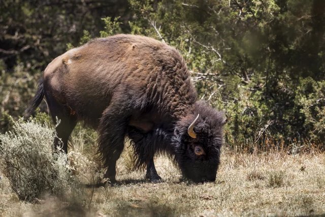 An American bison grazes on dry grassland among scrub.