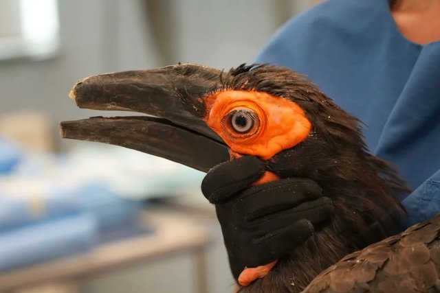 A gloved hand holds a black southern ground hornbill, its new beak curving from a bright orange patch of bare skin around its eye.