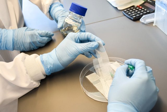 Gloved hands in a lab lift a thin strip of translucent adhesive mesh from a petri dish.