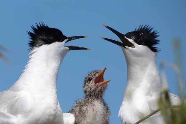 Two adult sandwich terns with black crests call over a fluffy grey chick, against a blue sky.
